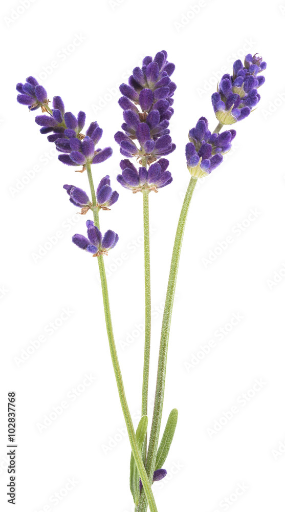Lavender Lavender