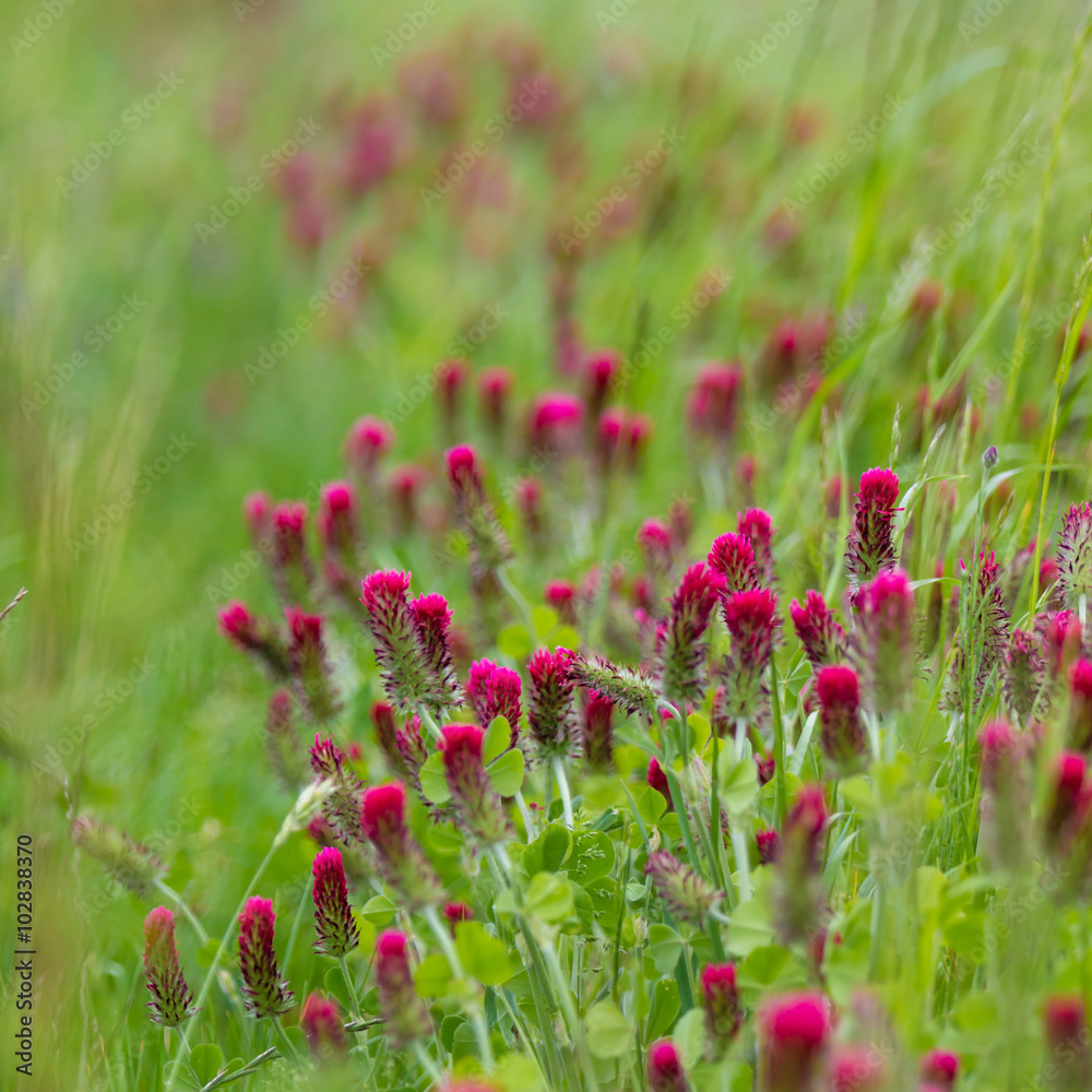 Wunderschöner roter Klee im Frühling foto de Stock Adobe Stock
