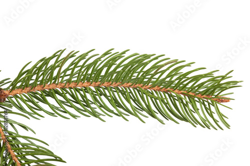 pine branch