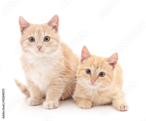 Brown kittens.