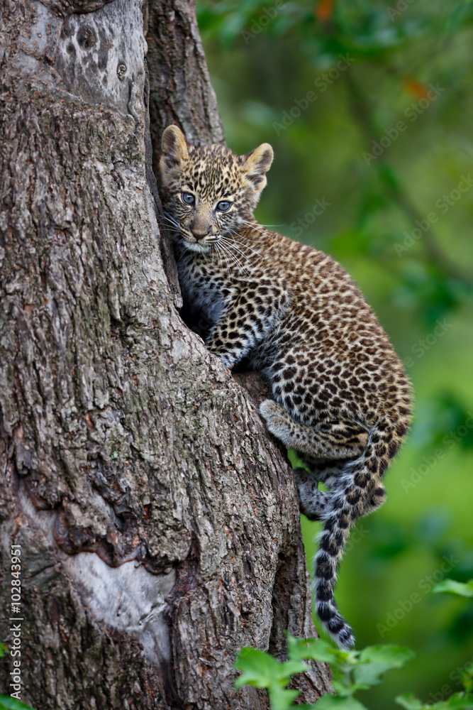 Obraz premium Leopard cub sitting on his tree hole in Masai Mara, Kenya