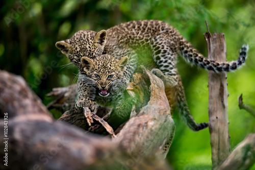 Leopard cub bites his brother in Masai Mara  Kenya