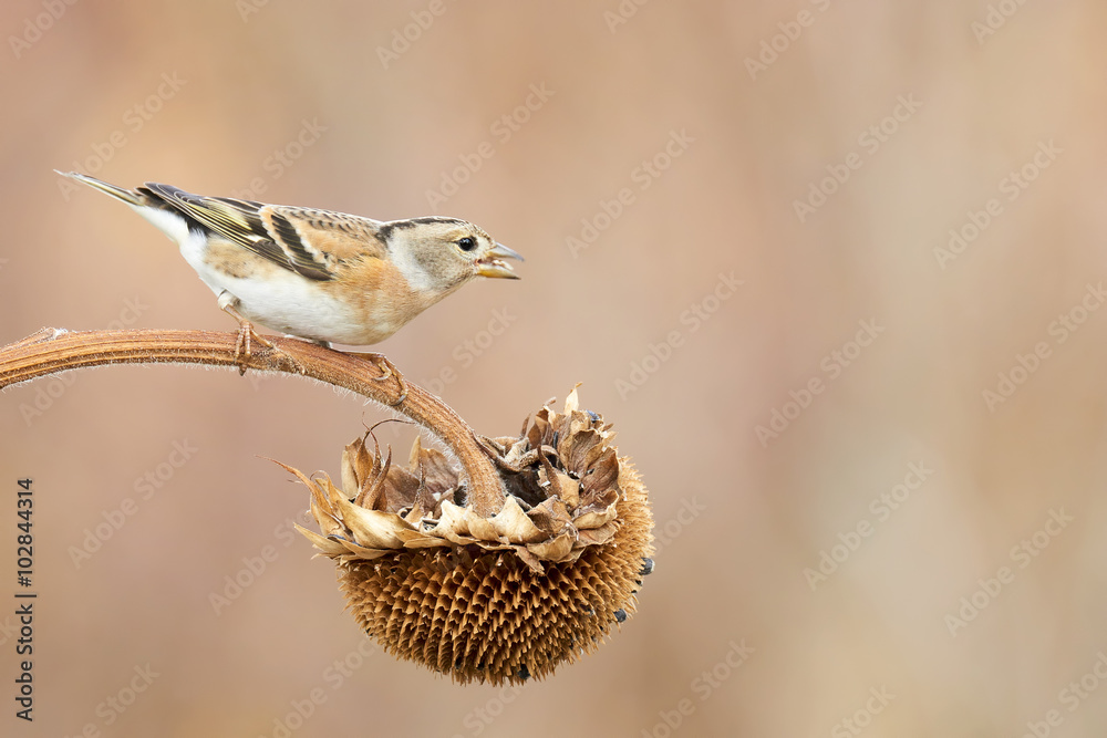 Naklejka premium female Chaffinch on sunflower in nature outdoor