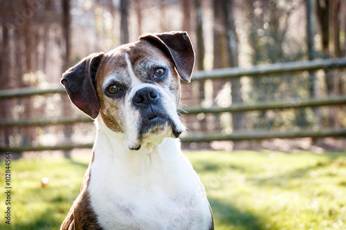 Old Boxer Dog
