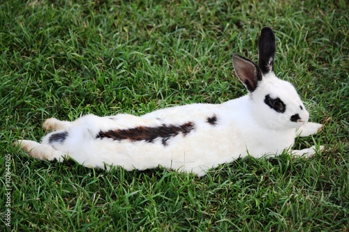Fotografi Rabbits breed English pinto on green meadow
