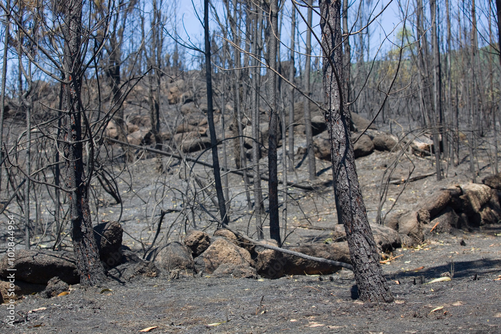 forest fire forest fire