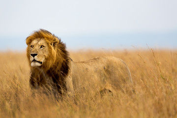 Foto auf Leinwand Löwe Mächtiger Löwe beobachtet die Löwinnen, die in der Masai Mara, Kenia, bereit für die Jagd sind  © maggymeyer