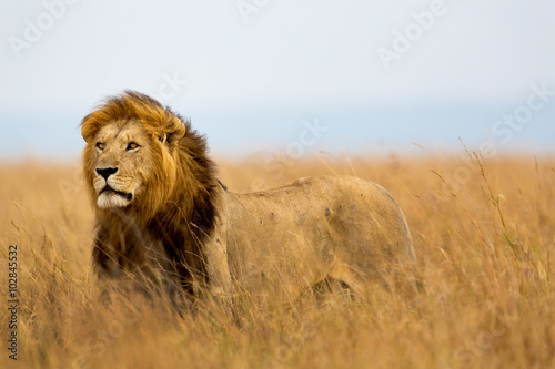 Mighty Lion watching the lionesses who are ready for the hunt in Masai Mara, Kenya photo
