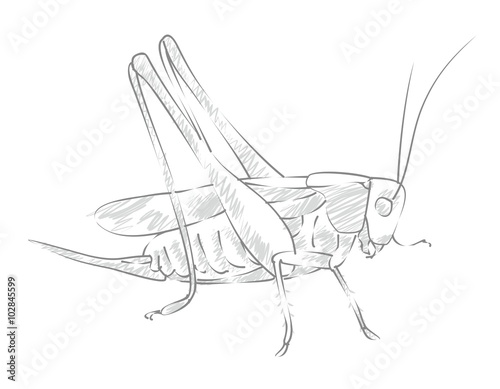 Sketch large locust. 