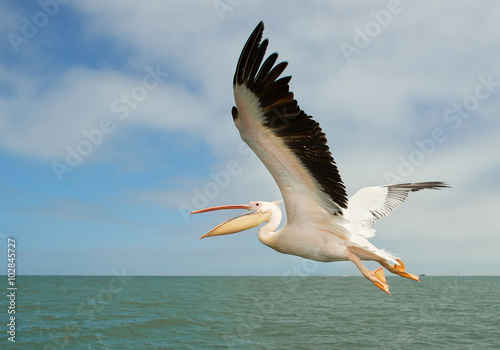 White pelican in flight with clean background, Namibia, Africa photo