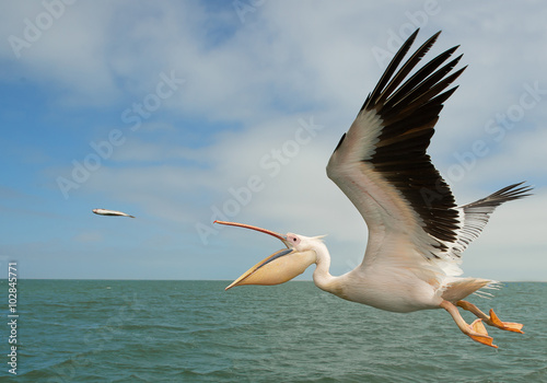White pelican in flight, catching the fish, Namibia, Africa photo