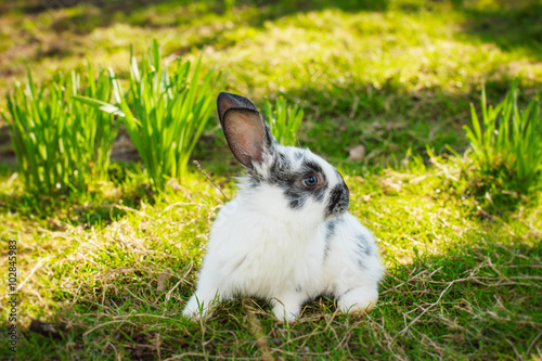 Little nice rabbit on green grass in spring day.