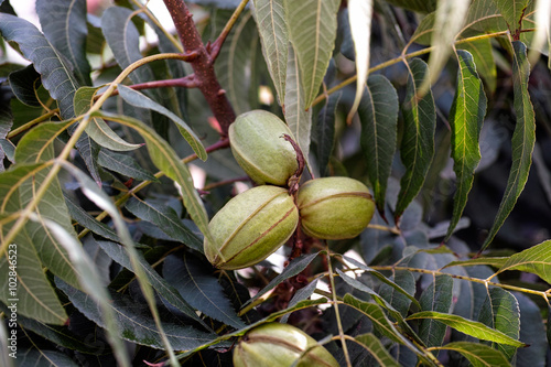 Pecan nuts on tree photo