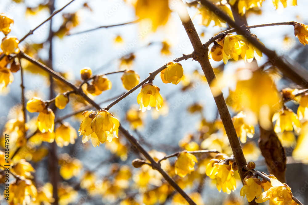 梅の花（蝋梅）