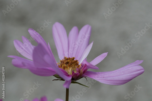 fiore viola cosmos bipinnatus