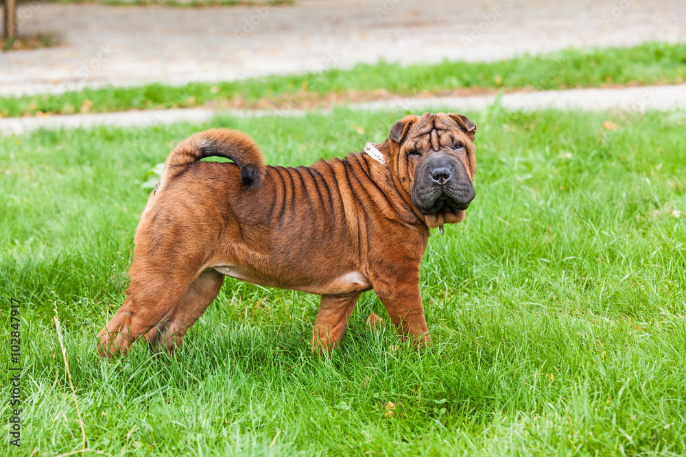 Chinese Shar Pei dog standing on the lawn, distinctive for its deep wrinkles Chinese Shar Pei dog standing on the lawn, distinctive for its deep wrinkles