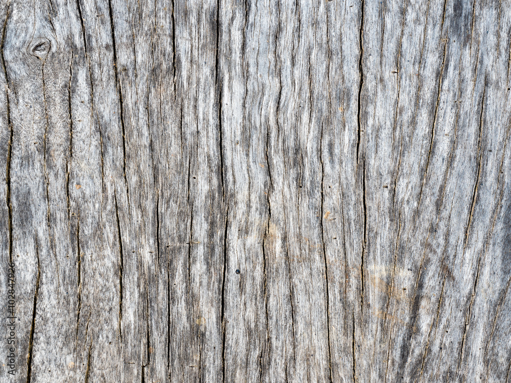 old wood of tree texture old wood of tree texture