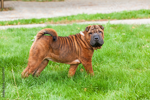 Chinese Shar Pei dog standing on the lawn, distinctive for its deep wrinkles