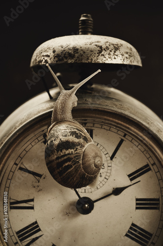 Konstfotografi land snail and alarm clock