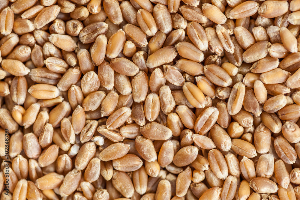 heap of wheat grains close up. Texture for background heap of wheat grains close up. Texture for background