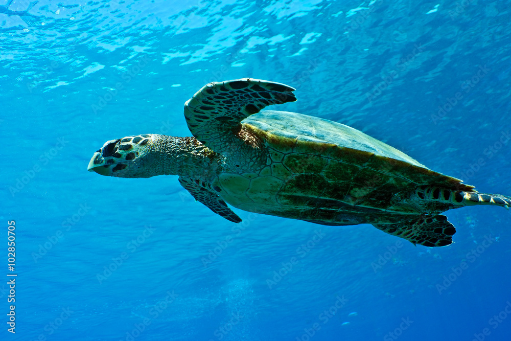 Sea turtle