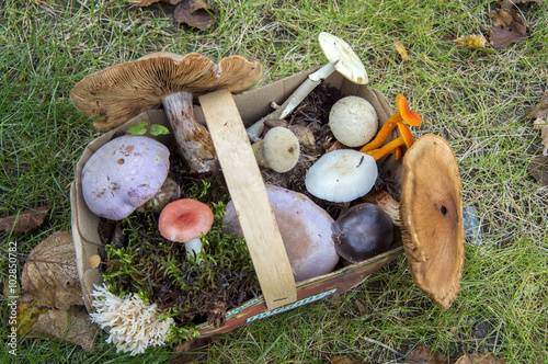 Basket with different types of wild mushrooms on green grass