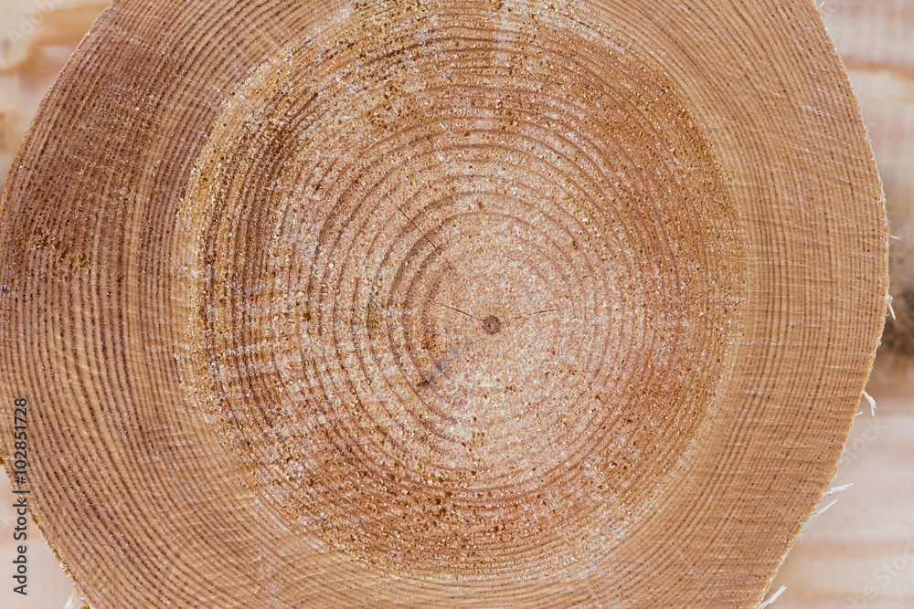 Naklejka premium cross section of the tree