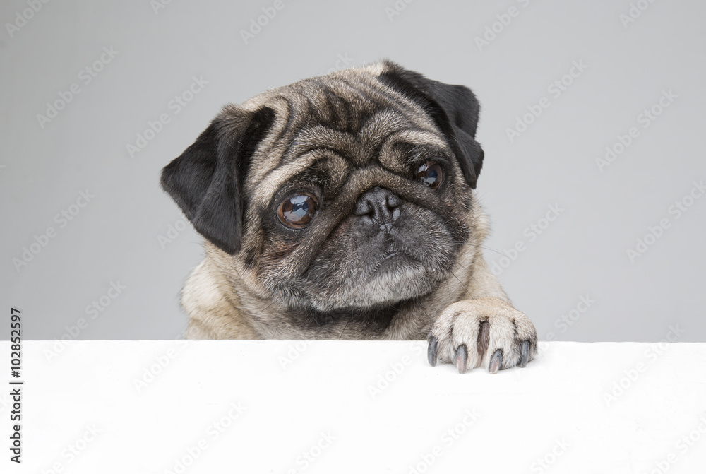 Pug with paw up - obrazy, fototapety, plakaty 