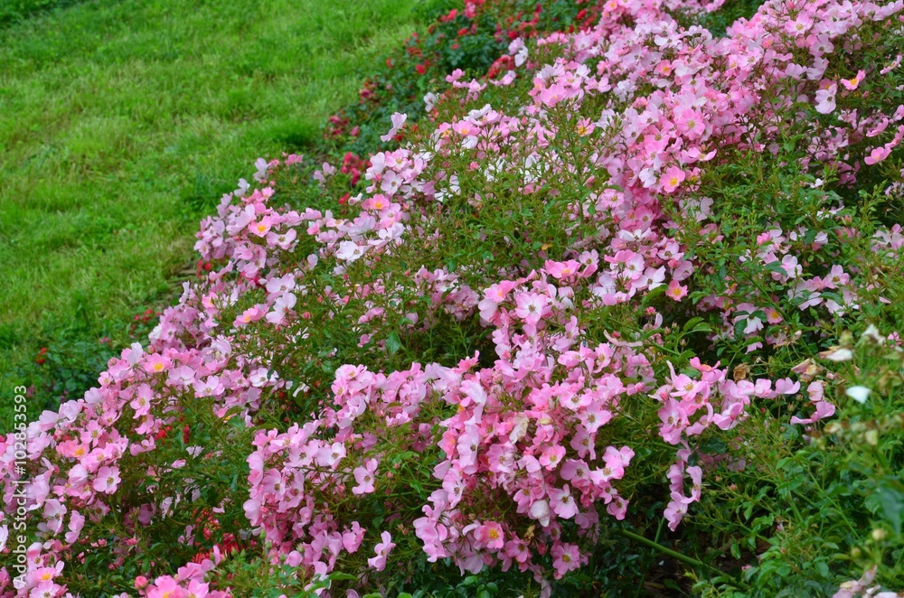 Many roses bloom pink on a slope - Rose Hill Many roses bloom pink on a slope - Rose Hill