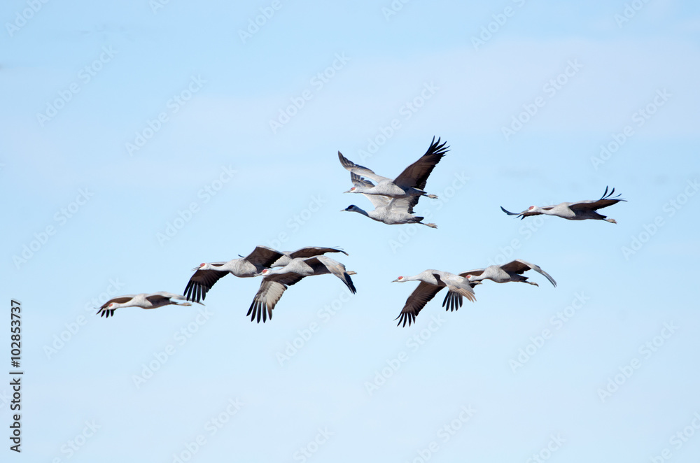 Sandhill Cranes in Flight with Blue Sky Background, Whitewater Draw, Arizona, USA. Sharp focus on cranes in center frame