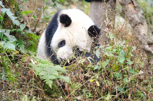 Fototapeta Naklejka Na Ścianę i Meble -  Giant Panda Sleeping in the Forest, Chengdu, China