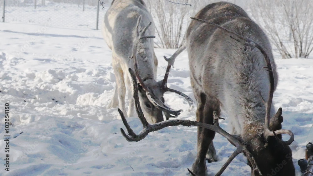 Deer in snow landscape Deer in snow landscape