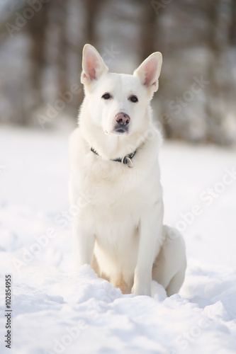 White Swiss Shepherd dog sitting in the snow at sunny weather