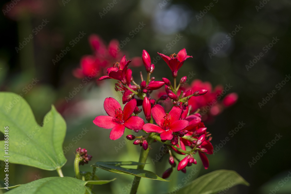 Beautiful red flowers in the garden.close-up flower Beautiful red flowers in the garden.close-up flower