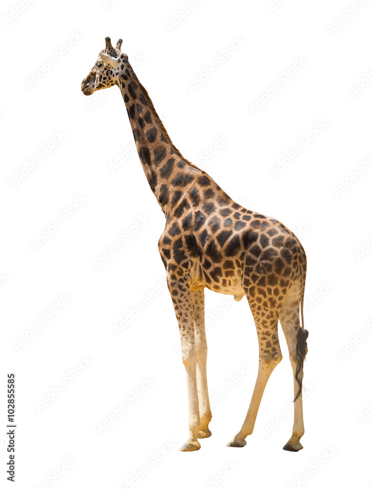 Obraz premium adult giraffe