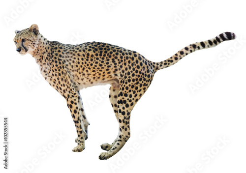 male cheetah