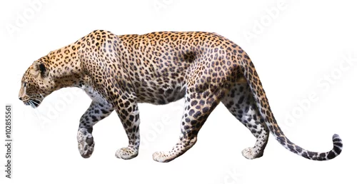 Fototapeta samoprzylepna Lampart ruchu