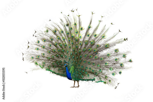 Obraz na plátně Indian Peafowl