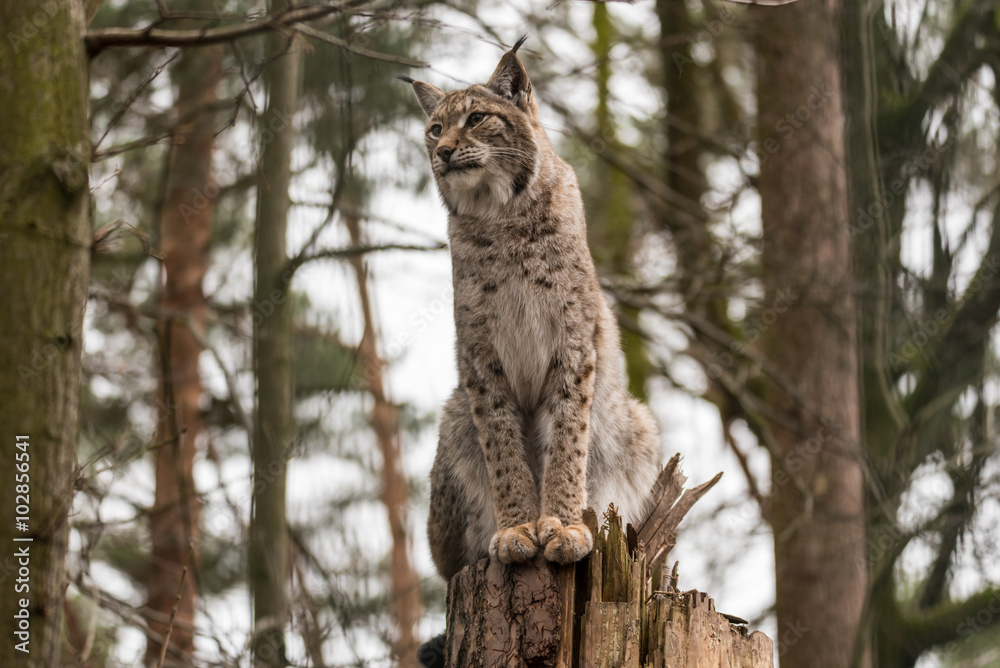 Fototapeta premium Luchs auf einem Baumstupf