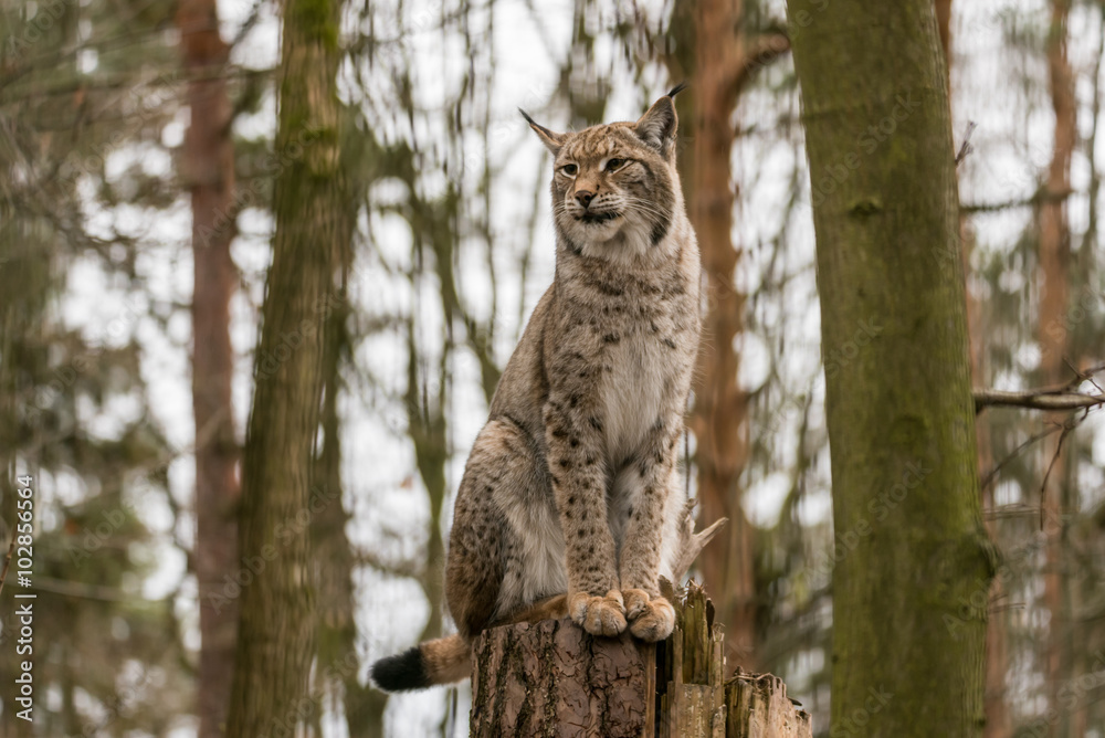 Naklejka premium Luchs auf einem Baumstupf