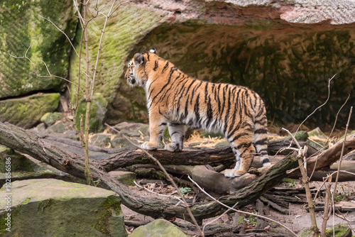 Fototapeta Naklejka Na Ścianę i Meble -  Tiger