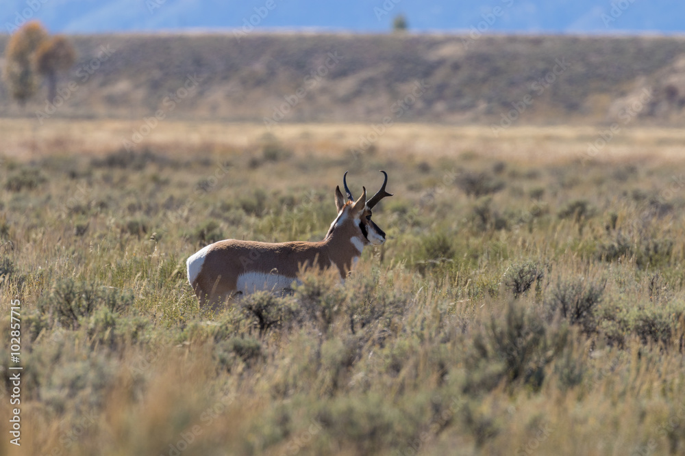 Obraz premium Widłoróg Antylopy Buck