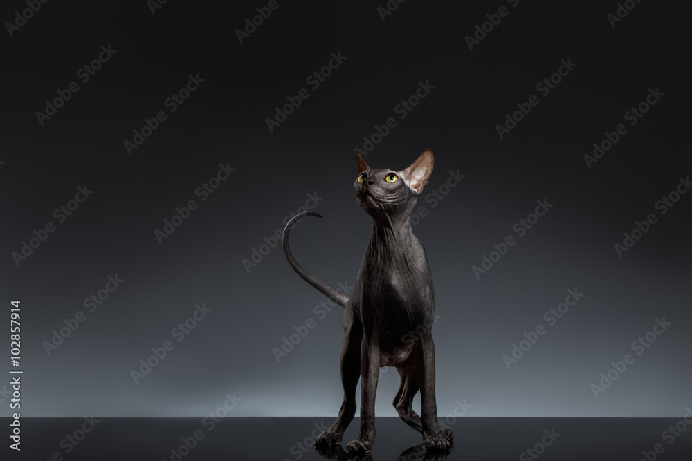 Sphynx Cat Stands and Looking up on Black