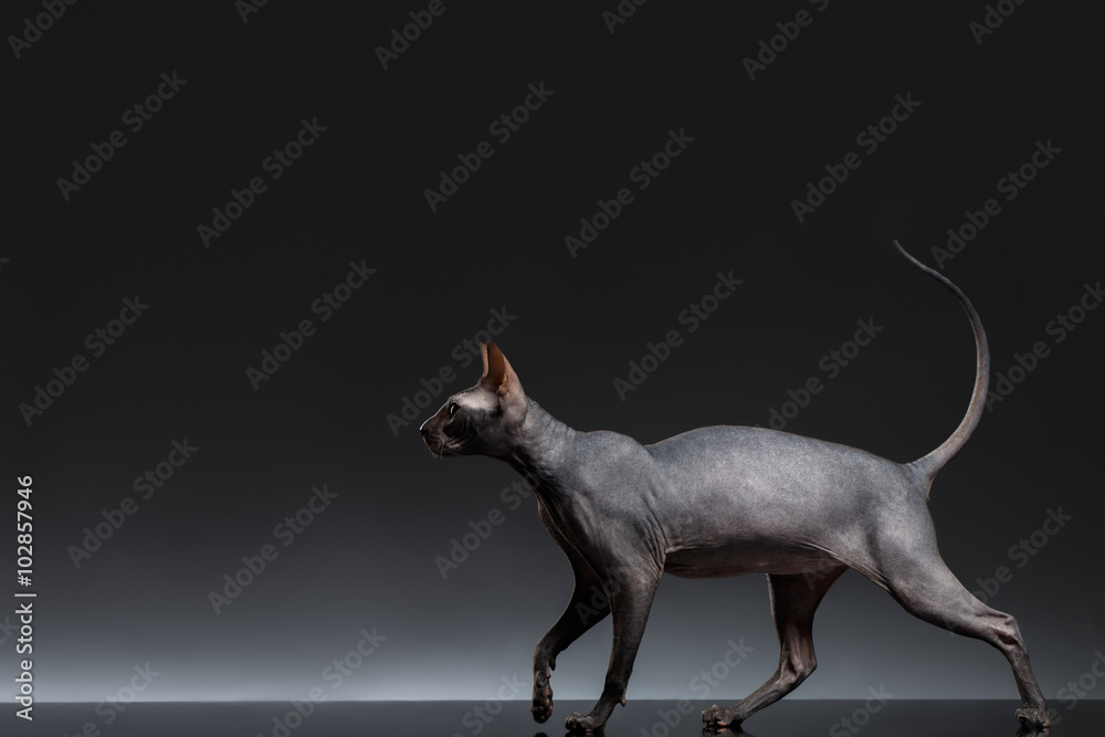 Fototapeta premium Sphynx Cat Walks on Black Background, Side