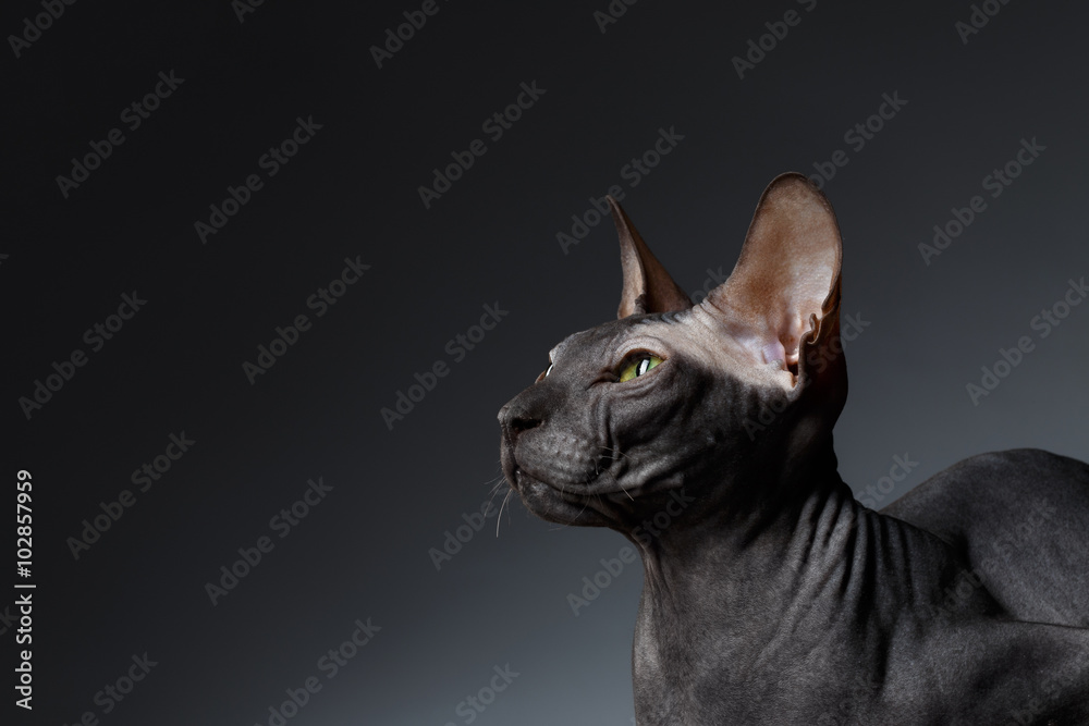 Closeup Portrait of Sphynx Cat squints Looks on Black