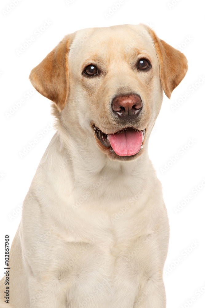 Close-up of a Labrador