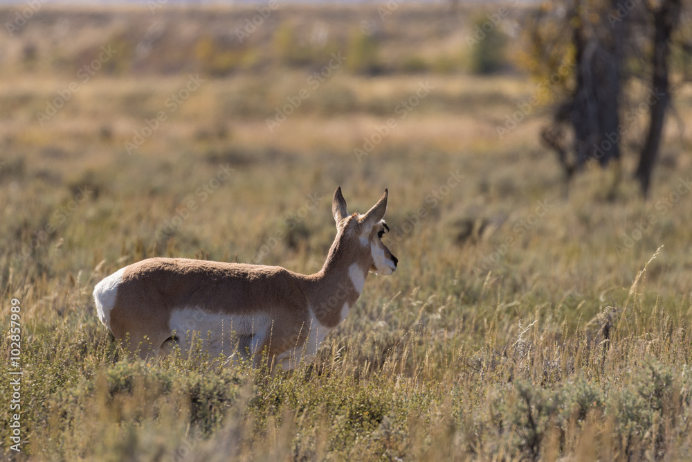 Pronghorn Antelope Doe 