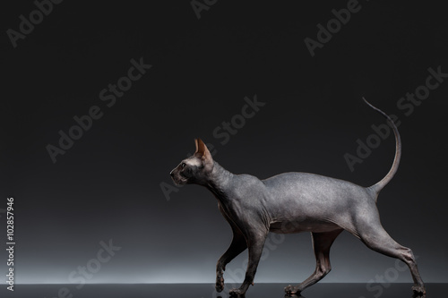 Fototapeta Naklejka Na Ścianę i Meble -  Sphynx Cat Walks on Black Background, Side