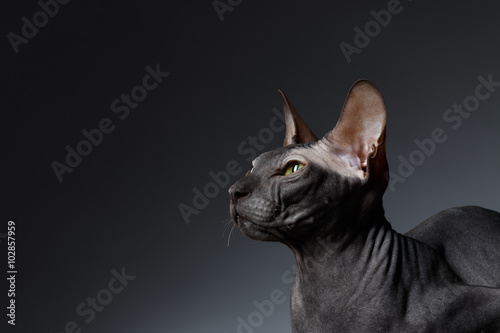 Fototapeta Naklejka Na Ścianę i Meble -  Closeup Portrait of Sphynx Cat squints Looks on Black