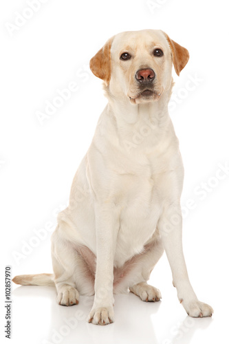 Labrador retriever